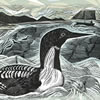 Black Throated Diver at St Kilda