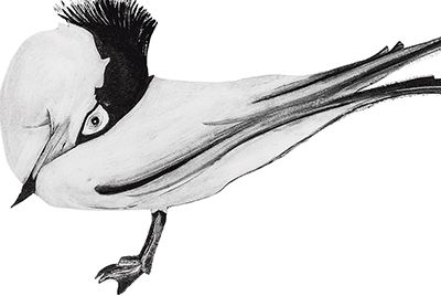 Chinese Crested Tern &copy; Beatrice Forshall