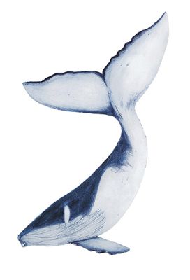 Humpback Whale &copy; Beatrice Forshalln