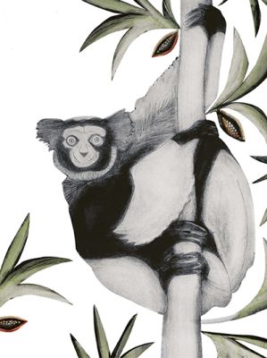 Lemur &copy; Beatrice Forshall