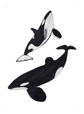Orcas &copy; Beatrice Forshall