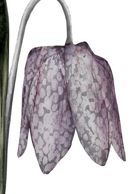 Snake's Head Fritillary &copy; Beatrice Forshall