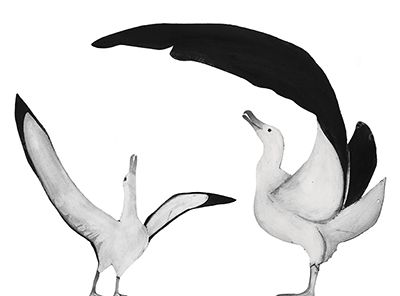 Wandering Albatross &copy; Beatrice Forshall