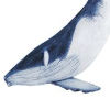 Humpback Whale &copy; Beatrice Forshall