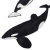 Orcas &copy; Beatrice Forshall