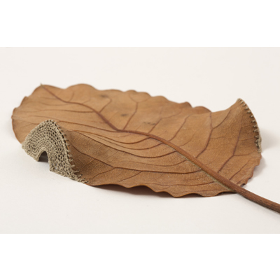 Dwelling – detail (37.4 H x 31.7 W cm framed) magnolia leaf, cotton yarn Photo: Simon Cook