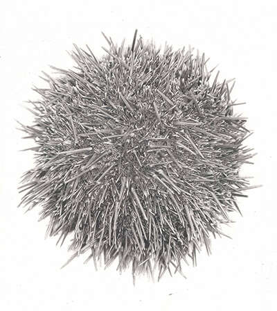 Kina (sea urchin), graphite on paper drawing by Tim Li