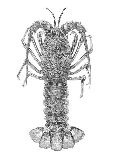Spiny rock lobster, graphite on paper drawing by Tim Li