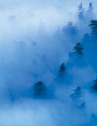 Redwood National and State Park, California, from America&acirc;&euro;&trade;s Parks, with photographs by Philippe Bo