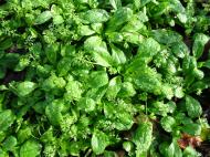 Lamb&rsquo;s Lettuce. Photograph: David Baker