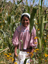 A Rar&aacute;muri woman harvesting corn Photograph: Luisa Maffi/Terralingua