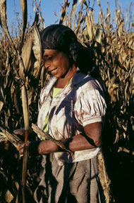 A Rar&aacute;muri woman in Coch&eacute;rare, Chihuahua shells corn from her harvest to make tortillas. Photograph: David Lauer