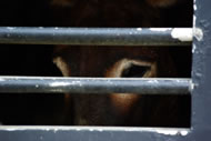 &copy; Compassion in World Farming www.ciwf.org.uk