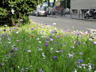 Cornflowers, poppies and ladies smock growing alongside a city street &copy; Anne Carter Van Roy