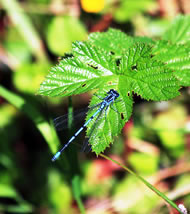 Azure Dameslfly &copy; Gary Pilkington www.marslandnaturereserve.moonfruit.com