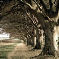 Kingston Lacy, Dorset &copy; Charlie Waite www.charliewaite.com