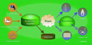 &copy; NNFCC &ndash; The Bioeconomy Consultants