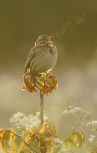 Corn Bunting singing at dawn &copy; Chris Lloyd www.c-m-l.com