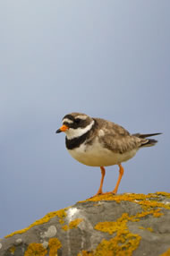 Ringed Plover &copy; Chris Lloyd www.c-m-l.com