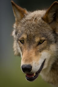 European wolf &copy; Graham Taylor/istockphoto.com