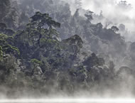 Photo from The Tarkine &copy; Chris Bell www.chrisbellphotography.com