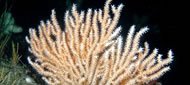 Pink sea fan &copy; Paul Naylor www.marinephoto.co.uk