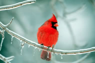 Northern cardinal &copy; EEI_Tony/istockphoto.com