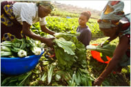 Harvesting crops &copy; FAO/Olivier Asselin