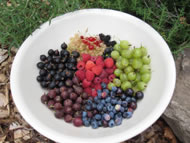 Summer berries &copy; paradiselotblog.wordpress.com