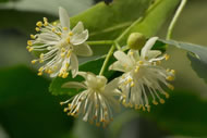 Limeflowers &copy; www.pukkaherbs.com