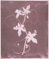 The English Vine, circa 1839 by William Henry Fox Talbot &copy; NMeM SSPL