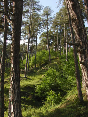 Romanian forest &copy; Constantin Jurcut / freeimages.com