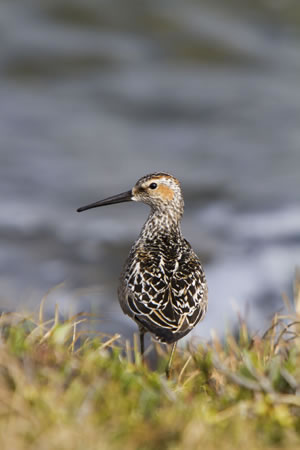 Stilt Sandpiper perches next to a small tundra pond near its breeding area on the Arctic coastal plain &copy; David Shaw www.wildimagephoto.com