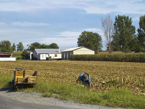Amish Farmer harvesting corn &copy; Victor Torres / Shutterstock