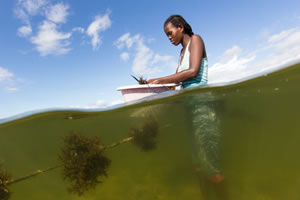 Irene farming seaweed for her business. Photograph &copy; Blue Ventures / Garth Cripps