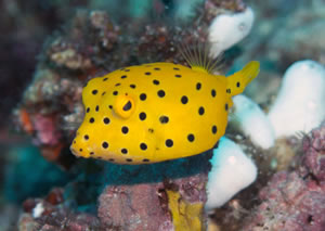 A Yellow Boxfish &copy; Severin Benz 