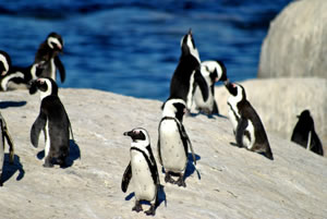 African penguins on Boulders Beach, Cape Town &copy; simonwarren / Shutterstock