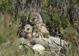 A Hen harrier nesting with her chicks, Scotland &copy; Peter Moore / FLPA