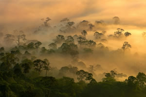 Rainforest Cloud Dawn Mist &copy; Nick Garbutt www.nickgarbutt.com