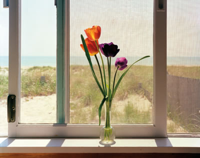 Tulips, Cape Cod, Massachusetts &copy; David Ulrich