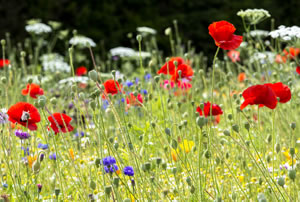 Poppies &copy; Andy Small www.andysmall.co.uk