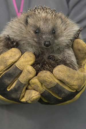 Photograph &copy; Mike Powles / FLPA