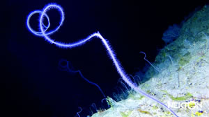 New Stichopathes species, 200 - 300m depth &copy; nektonmission.org