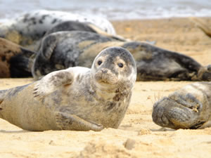 Seals at Horsey Beach &copy; Patrick Jessee www.strolleringtheglobe.com