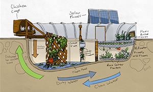 The cycle of a Garden Pool. Illustration &copy; gardenpool.org