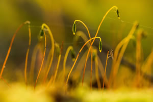 Amongst the Moss &copy; Ben Porter www.benporterwildlife.co.uk