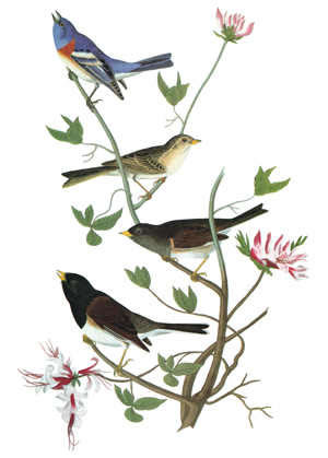 AUDUBON: SONGBIRDS Engraving after John James Audubon for his &lsquo;Birds of America,&rsquo; 1827-38. / Granger / Bridgeman Images