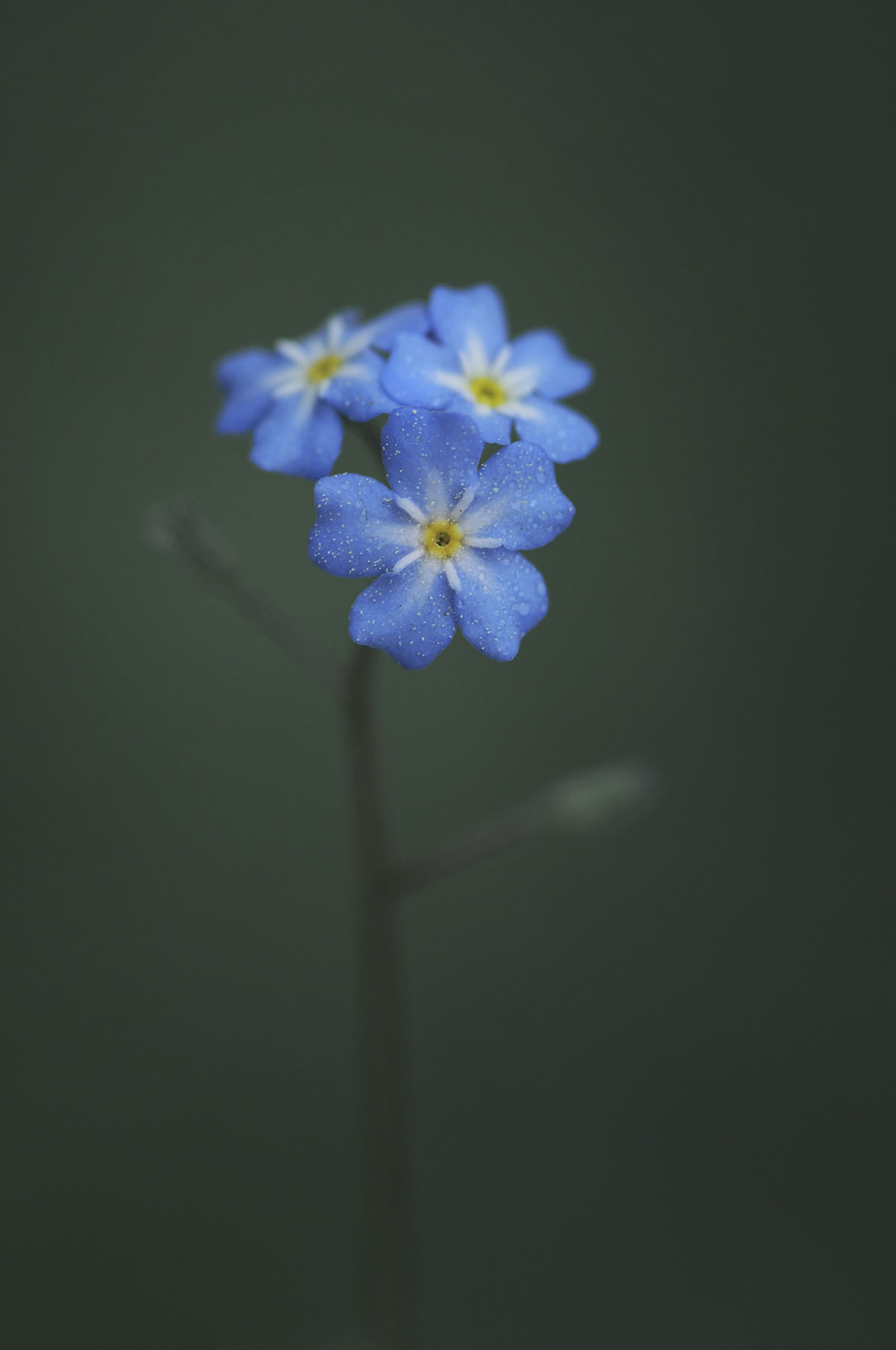 Forget&shy;me&shy;not by Yavuz Selim Turan @yavuzselimturan