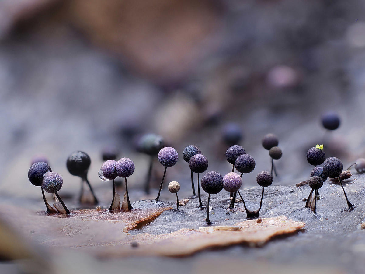 Slime mould &copy; Andy Sands / naturepl.com