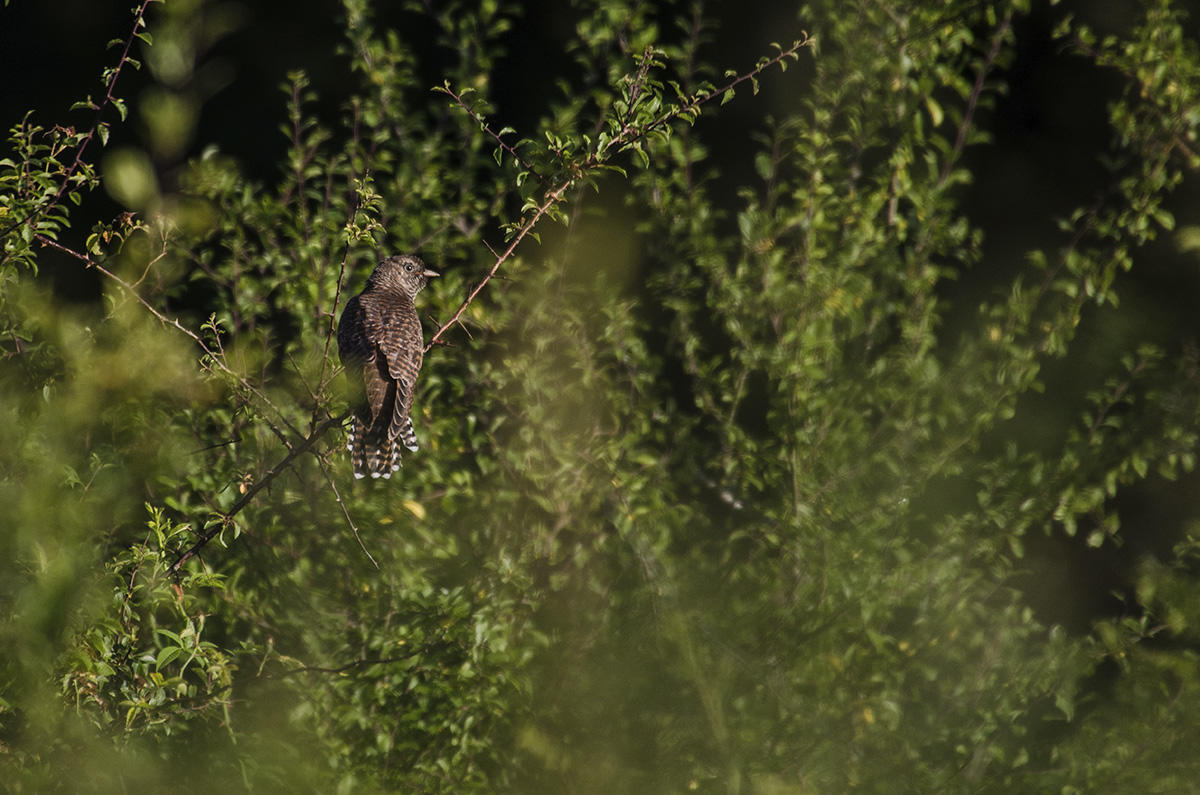 Juvenile cuckoo &copy; Charles Burrell, Knepp Wildland